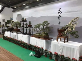 主题园展区展出精品盆景 传播石狮花卉盆景文化