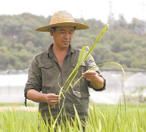 徐文昌:手拿“下田三宝” 致力于水稻育种研究