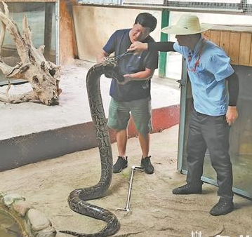 大蟒蛇吞食村民黑山羊 民警及专业人员已将其控制