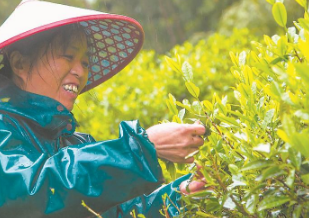 干坑红茶与日月潭红茶相搭配 探索两岸红茶业融合发展新路
