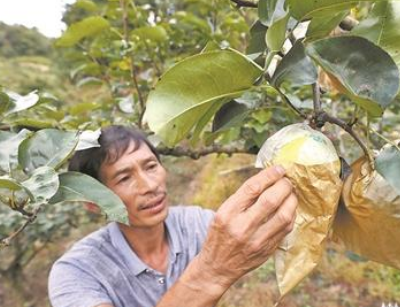 荒山开荒种下百棵梨树 带动老百姓增收致富