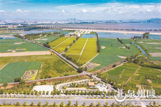 石狮市推进农村人居环境整治 打造“万亩城市中央公园”