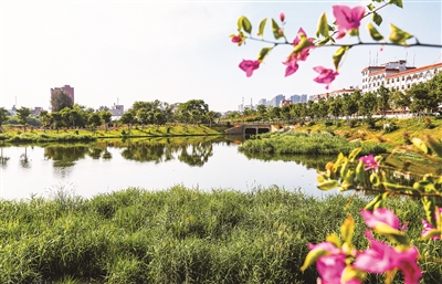 曾经排水沟蜕变成景观河 西岑溪综合治理达到目标