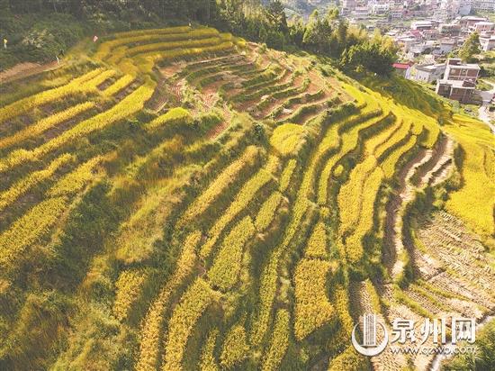 泉州晚稻迎来收割季节 田野风光美景引网友点赞