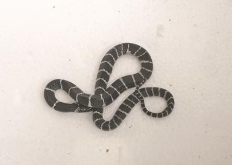 一条银环蛇出现在企业食堂 捕蛇人员成功捕获