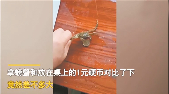 一男子网购大闸蟹 20只大闸蟹只有硬币大小