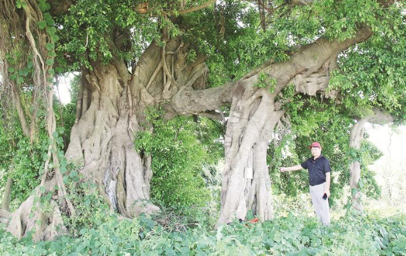 岱南村有古榕三代顶立奇观 榕树树龄已有200多年