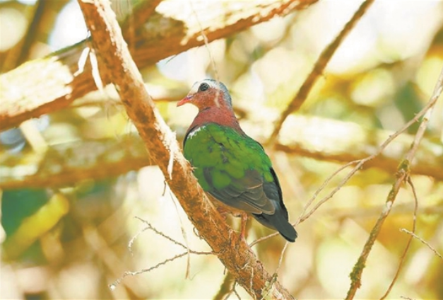 武夷宫景区发现绿翅金鸠 鸟类新增到第391种