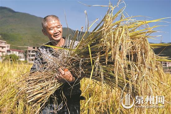 洛江区千亩水稻田喜迎丰收 预计收成可达1100斤