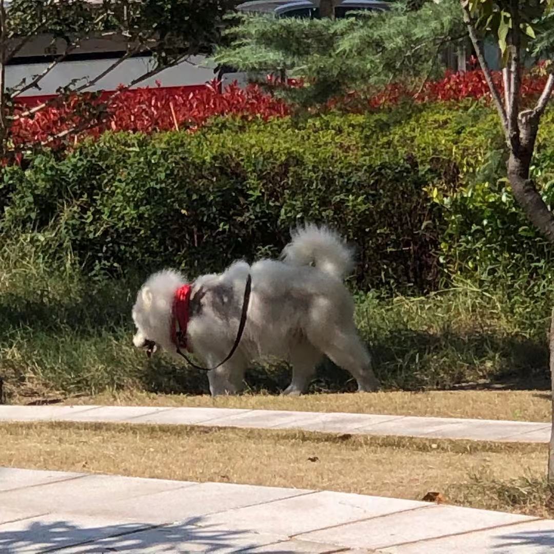 市民家养边牧幼犬被偷走 嫌疑人被依法行政拘留