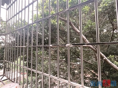 大榕树成周边安全隐患 成本太高成学校修剪难题