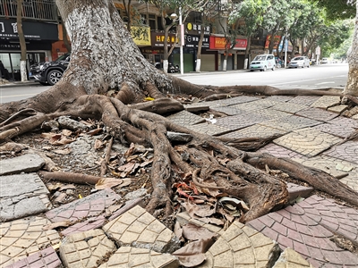 行道树根系茂盛“拱坏”路面 给个别市民造成困扰
