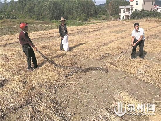 一条大蟒蛇躺在稻田里晒太阳 民警几分钟后将其捉拿