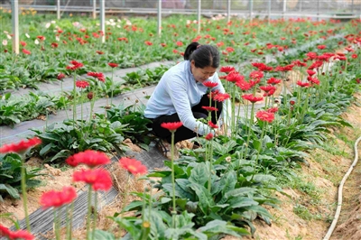 非洲菊在温室大棚里竞相绽放 采摘体验深受亲子欢迎