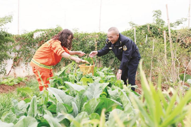 利用闲置土地开垦小菜园 绿色蔬菜丰富职工餐桌