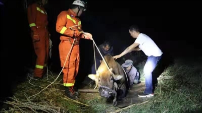 黄牛吃草时陷入泥潭里 消防员赶往现场救援