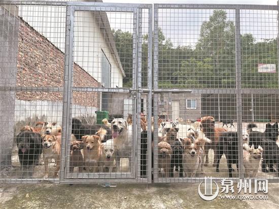 洛江新庵村有一处救助基地 是百余只流浪狗“避风港”