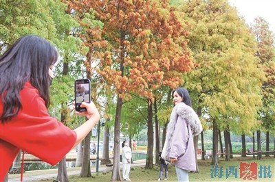 厦门落羽杉变换出古铜色叶片 众多市民游客慕名而来