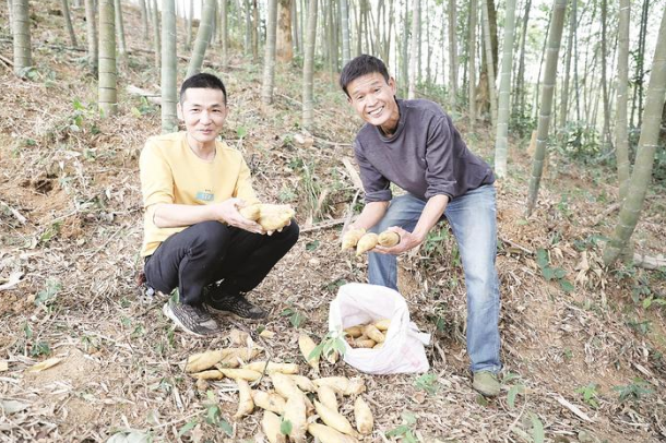 村雅村迎来抢抓冬笋采挖季 给村民们带来可观收入