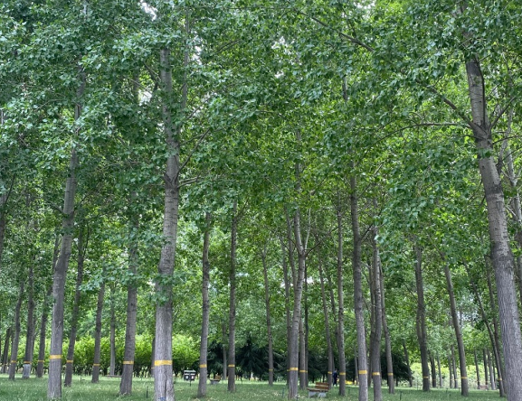 泉州市加强树木和园林绿化保护 从严查处毁绿行为