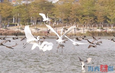 老朋友鸬鹚来到厦门园博苑生态岛越冬