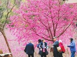 永泰200多亩樱花绽放 春节期间进入最佳观赏期