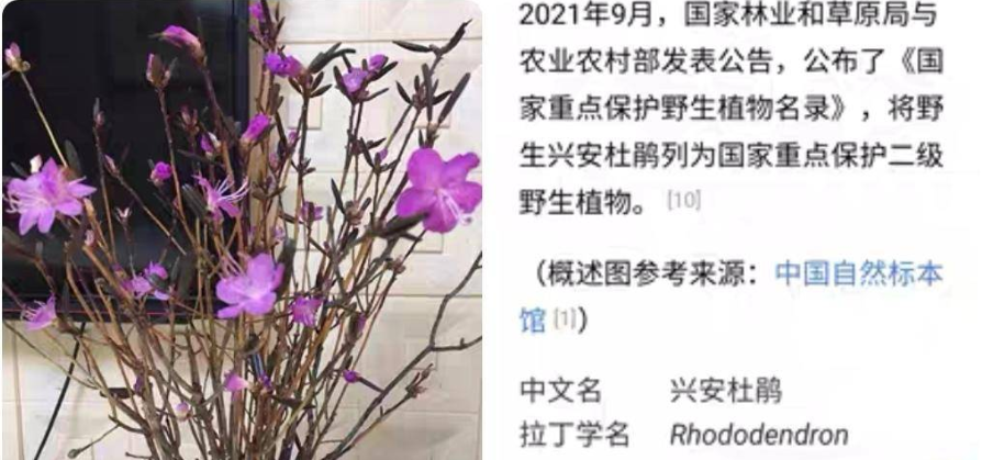 “干枝杜鹃”受欢迎？买了小心违法