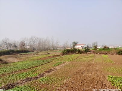 枞阳县6.5万亩高标准农田 建设完成进度超93%