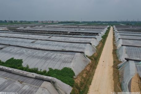 广西河池种植台湾甜菜心 实现产值1200多万元