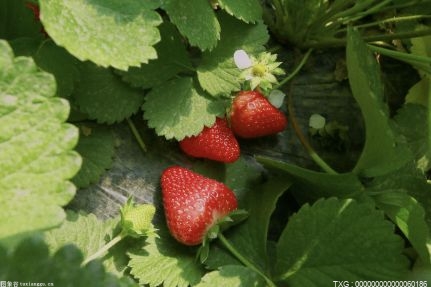 庐江泥河镇沙溪草莓园 游客采摘草莓