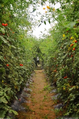 萧县庄里镇智慧农业园 智能管理让西红柿丰收在望