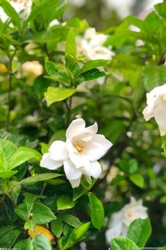 江淮大地“微赏花” 从看花景到逛花城