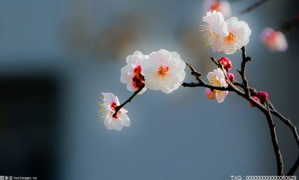 黄山“黎阳in巷” 踏入时空隧道的奇幻旅游