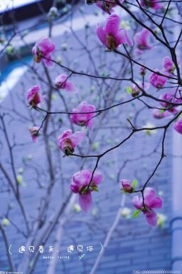 春分节气来临 草长莺飞花满枝头