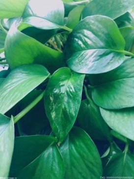 新疆克热木巴巴果蔬种植农民专业合作社 热带水果成网红打卡地