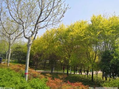 深圳打造“千园之城” 持续建设绿色产业