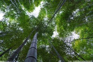 阜新市全省今年已完成植树造林80万亩  开展见缝插绿等形式植树绿化