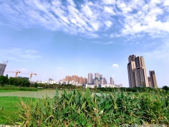 深州构建森林城市景观格局 推进城市、森林、园林“融合”