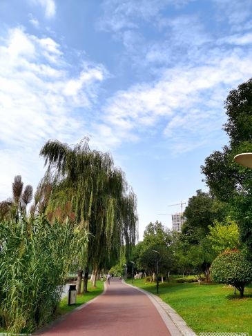 柳树开花是什么时候?    柳树什么时候发芽?   柳树几月结果?  