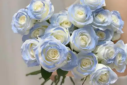 碎冰蓝玫瑰花语和寓意是什么？碎冰蓝玫瑰有什么象征意义？