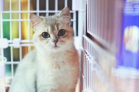 做梦梦见很多猫是什么意思？做梦梦见很多猫好不好？